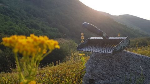 Cueillette des myrtilles au peigne en montagne ardéchoise