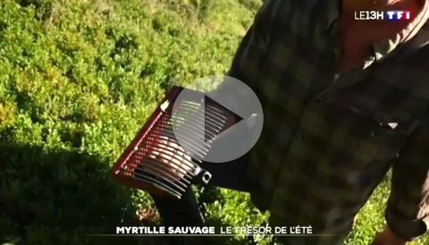 Reportage 13H TF1 - myrtille sauvage d'Ardèche
